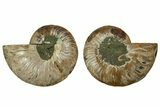 Cut & Polished, Agatized Ammonite Fossil - Madagascar #191606-1